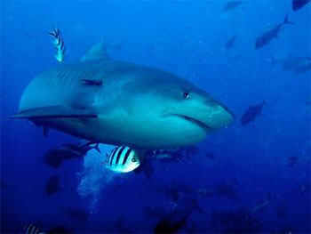 Tiger Shark - photographed by underwater australasia member Iwona Krekora