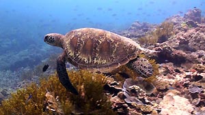 Green Turtle, Heron Island. Heron Island Resort, Australia