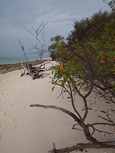 Beach on Heron Island. Heron Island Resort, Australia