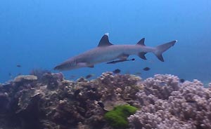 White-tip Reef Shark, Heron Island. Heron Island Resort, Australia