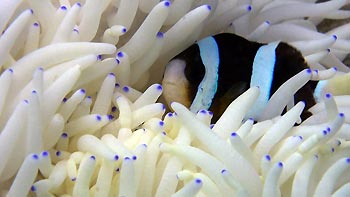 One of the bleached anemones - with a seemingly happy anemonefish inhabiting it. Tioman Island, Malaysia