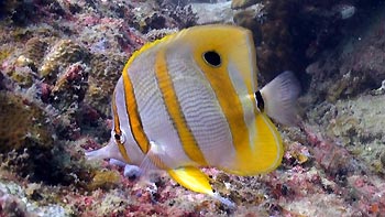 Beaked Coralfish. Tioman Island, Malaysia