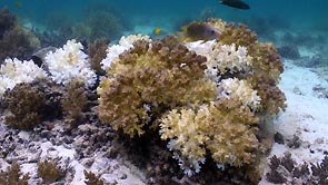 Coral bleaching. Tioman Island, Malaysia