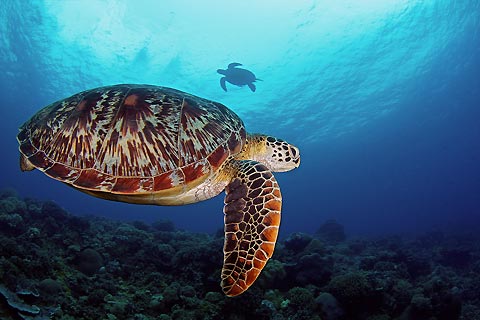 Green Sea Turtle Frenzy