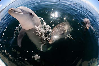 Playful Dolphins at Whyalla, South Australia