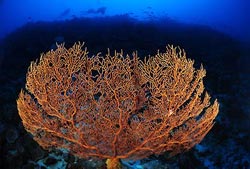 A beautiful Gorgonian Fan - Cocos Keeling Islands, Western Australia