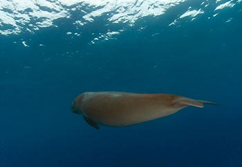 KAT, the lonely dugong - Cocos Keeling Islands, Western Australia
