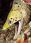 Yellow Eel