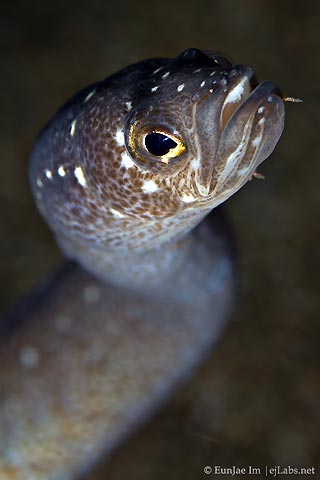 Garden Eel Close-up