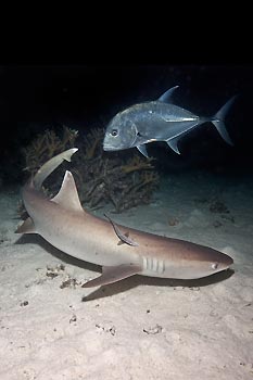 White-tip Reefshark on the hunt at night. After Tropical Cyclone Yasi hit the Great Barrier Reef, Queensland, Australia