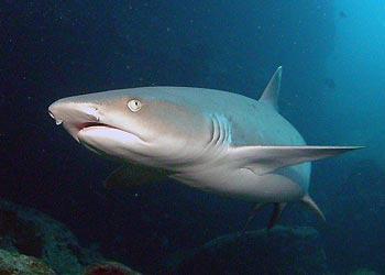 White-tip Reefsharks are not allowed to be finned under Queensland law. Photo by NOAA
