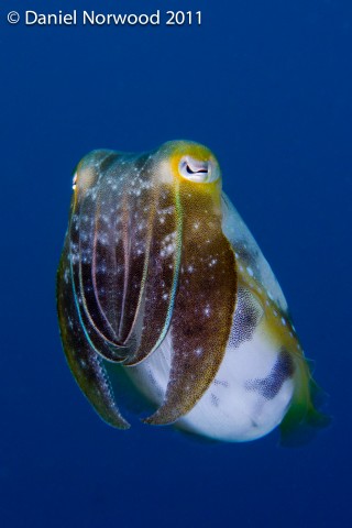Cuttlefish Pose
