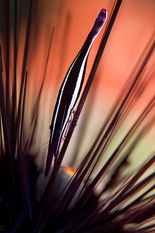 Urchin Shrimp