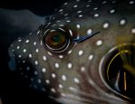 Puffer fish eye and cleanerfish
