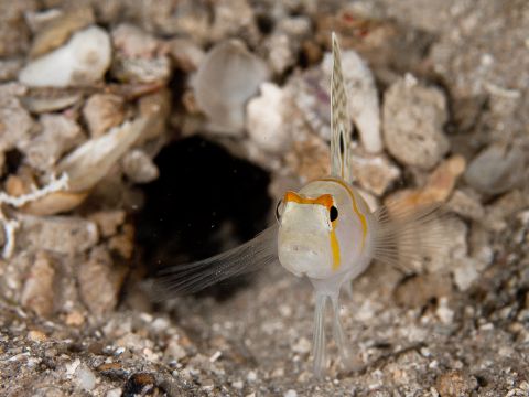 Goby Guarding hole