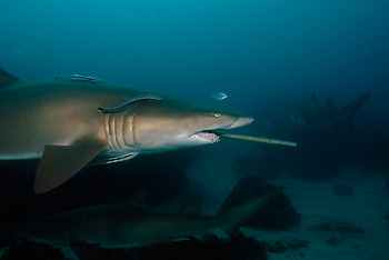 Grey Nurse Shark impaled on a fisherman's gaff. Julian Rocks, Byron Bay, Australia. Photo by John Natoli.