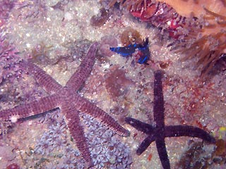 Sea Stars with Nudibranch