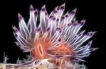 Crystalized Nudibranch