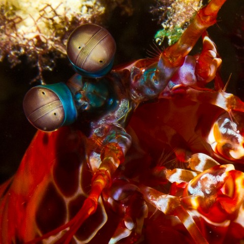 Mantis-Shrimp