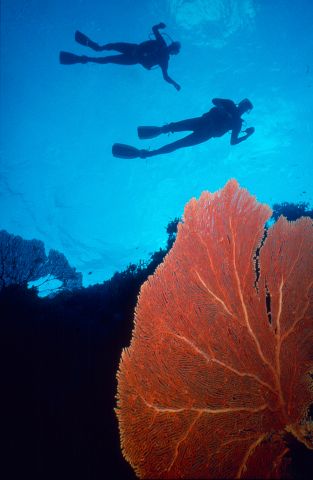 Dive the Coral Sea