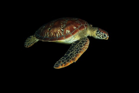Turtle at night