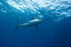 Striped Marlin by Doug Perrine - Seapics