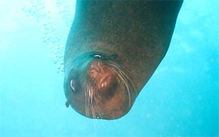 Big Seal Close Up