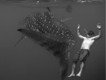 Relaxing with a Whaleshark