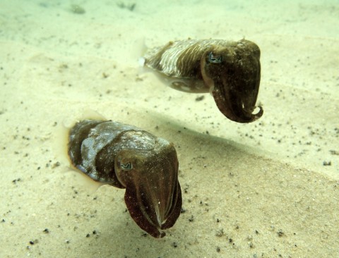 Coupling Cuttlefish!
