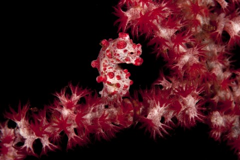 Pygmy SeaHorse In Its Living Environment