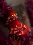 Red Squat Lobster