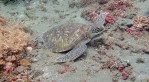 Turtle at Bias Tugal