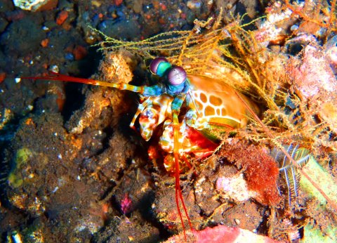 Rainbow Mantis shrimp