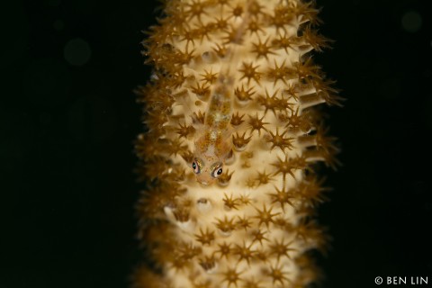 Whoopi Goby