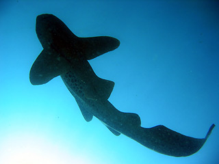 Leopard Shark silhouette