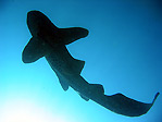 Leopard Shark silhouette