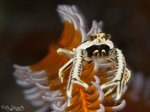 Shrimp on crinoid