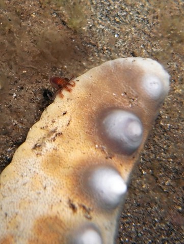 Baby octopus on starfish