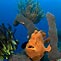 Hiding in Plain Sight - Frogfish