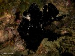 Another Frogfish