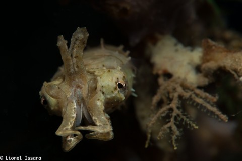 Pygmy Cuttlefish