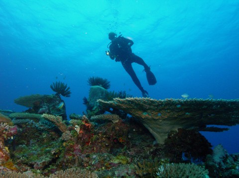 Diver over Fiji Reef