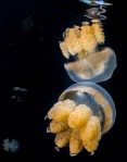 Mirrored Jellyfish
