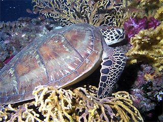 Turtle at Yongala