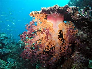 Soft Coral Wheeler Reef