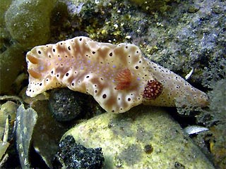 Just another Nudibranch