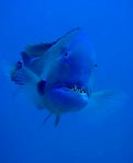 Blue Tusk Fish