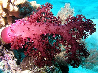 Soft Coral Tree