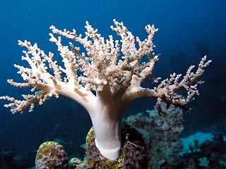 White soft coral tree
