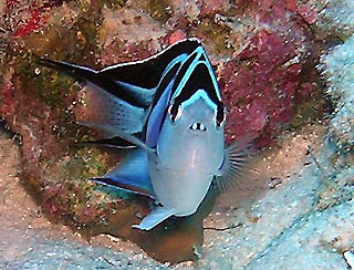 Ornate Angelfish - <i>Genicanthus bellus</i>